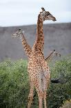 Giraffe-Kitch Bain-Stretched Canvas