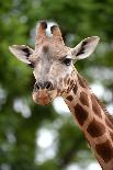 Giraffe-Kitch Bain-Laminated Photographic Print