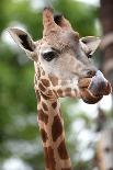 Giraffe-Kitch Bain-Framed Photographic Print