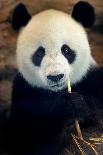 Panda-Kitch Bain-Photographic Print