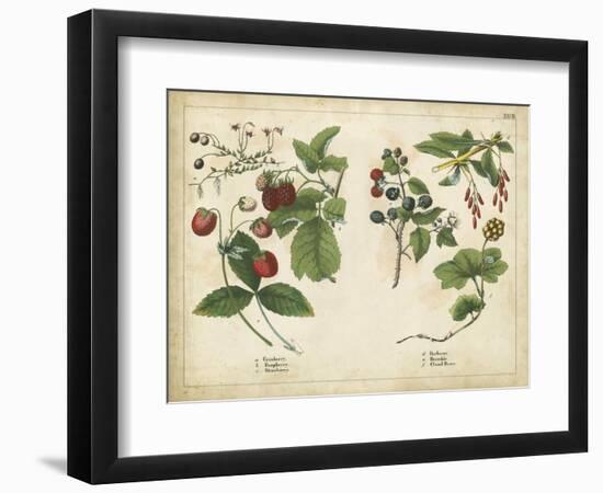 Kitchen Fruits II-null-Framed Art Print