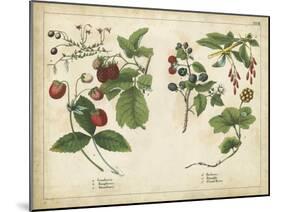 Kitchen Fruits II-null-Mounted Art Print