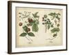 Kitchen Fruits II-null-Framed Art Print