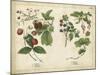 Kitchen Fruits II-null-Mounted Art Print