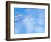 Kite on the Beach, Long Beach, Washington, USA-Merrill Images-Framed Photographic Print