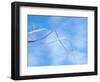 Kite on the Beach, Long Beach, Washington, USA-Merrill Images-Framed Photographic Print