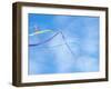 Kite on the Beach, Long Beach, Washington, USA-Merrill Images-Framed Photographic Print