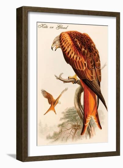 Kite or Glead-John Gould-Framed Art Print