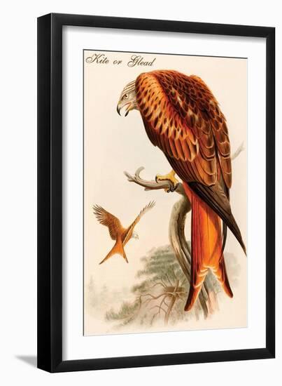 Kite or Glead-John Gould-Framed Art Print