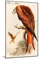 Kite or Glead-John Gould-Mounted Art Print