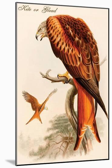 Kite or Glead-John Gould-Mounted Art Print