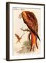 Kite or Glead-John Gould-Framed Art Print