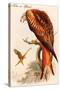 Kite or Glead-John Gould-Stretched Canvas