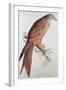 Kite-Edward Lear-Framed Giclee Print