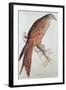 Kite-Edward Lear-Framed Giclee Print