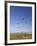 Kites, International Kite Festival, Long Beach, Washington, USA-Jamie & Judy Wild-Framed Photographic Print