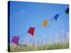 Kites on the Beach, Long Beach, Washington, USA-Merrill Images-Stretched Canvas