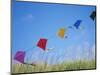 Kites on the Beach, Long Beach, Washington, USA-Merrill Images-Mounted Photographic Print