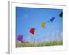 Kites on the Beach, Long Beach, Washington, USA-Merrill Images-Framed Photographic Print