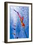 Kites-Charles Bowman-Framed Photographic Print