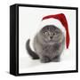 Kitten 11 Weeks Old, Wearing Christmas Hat-null-Framed Stretched Canvas