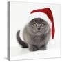 Kitten 11 Weeks Old, Wearing Christmas Hat-null-Stretched Canvas