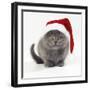 Kitten 11 Weeks Old, Wearing Christmas Hat-null-Framed Photographic Print