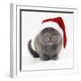 Kitten 11 Weeks Old, Wearing Christmas Hat-null-Framed Photographic Print