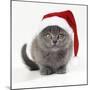 Kitten 11 Weeks Old, Wearing Christmas Hat-null-Mounted Photographic Print