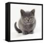 Kitten 11 Weeks Old-null-Framed Stretched Canvas