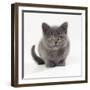 Kitten 11 Weeks Old-null-Framed Photographic Print
