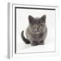 Kitten 11 Weeks Old-null-Framed Photographic Print