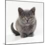 Kitten 11 Weeks Old-null-Mounted Photographic Print