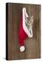 Kitten (6 Weeks) in Christmas Hat-null-Stretched Canvas