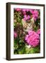 Kitten (7 Weeks Old) Sitting Amongst Pink Plants-null-Framed Photographic Print