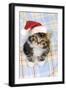 Kitten (7 Weeks Old)-null-Framed Photographic Print