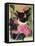 Kitten and Hollyhocks-Anne Robinson-Framed Stretched Canvas