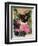 Kitten and Hollyhocks-Anne Robinson-Framed Giclee Print