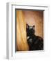 Kitten and the Butterfly-Jai Johnson-Framed Giclee Print