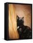 Kitten and the Butterfly-Jai Johnson-Framed Stretched Canvas