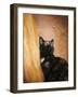 Kitten and the Butterfly-Jai Johnson-Framed Giclee Print