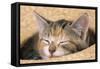 Kitten Asleep in Straw Hat-null-Framed Stretched Canvas