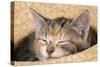Kitten Asleep in Straw Hat-null-Stretched Canvas