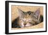 Kitten Asleep in Straw Hat-null-Framed Photographic Print