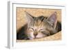 Kitten Asleep in Straw Hat-null-Framed Photographic Print