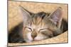 Kitten Asleep in Straw Hat-null-Mounted Photographic Print