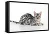 Kitten Bengal Kitten 16 Weeks-null-Framed Stretched Canvas