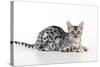 Kitten Bengal Kitten 16 Weeks-null-Stretched Canvas