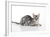 Kitten Bengal Kitten 16 Weeks-null-Framed Photographic Print