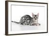 Kitten Bengal Kitten 16 Weeks-null-Framed Photographic Print